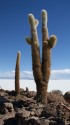 24. Old Cactus