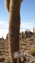 27. Really old cactus