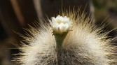 32. Cactus flower