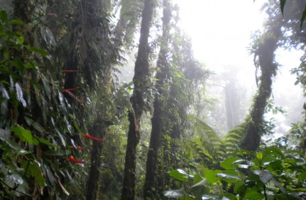 Post - Cloud Forest Moneteverde Cloud Forest, we saw why it got its name....