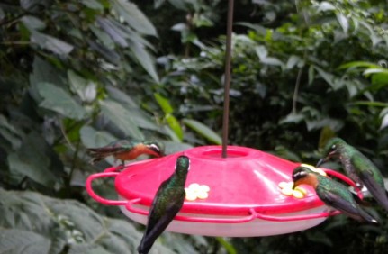 Post - Monteverde Hummingbirds Hummingbirds are guaranteed because heaps of them come to these feeders