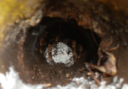 Post - Night Walk A red-knee tarantula in her burrow with her egg-sac. Cricket crawling in on the right. Bad move??