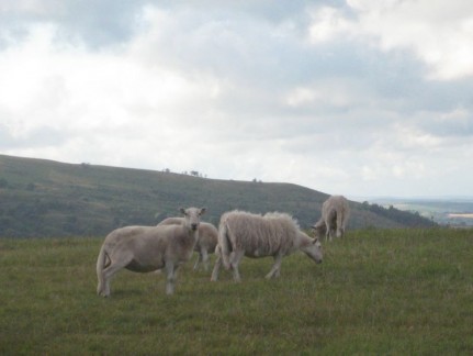 Check out the tails on these sheep!!!! Not something we see our on Aussie sheep that's all.