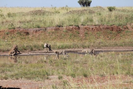 Cheetahs water hole looking at potential dinner, a southern crowned crane.