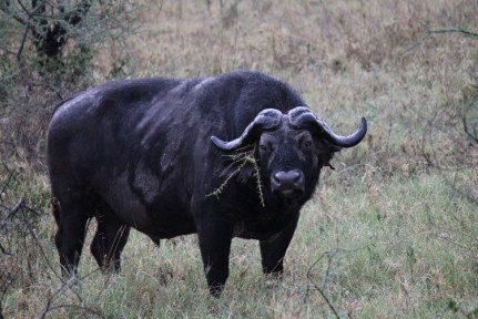 We usually see heaps of Buffalo but due to weather this was one out on his own while the rest were in hiding...