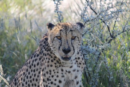 Cheetah Scared A battered cheetah, the likes that you'd be hard pressed to find in the wild.