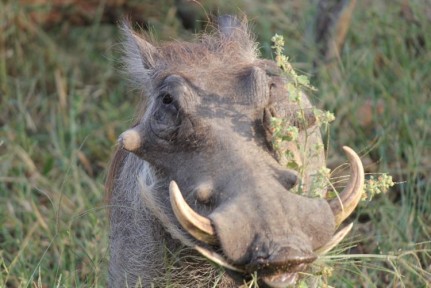 Pumba in Chobe Pumba's are everywhere in Chobe...