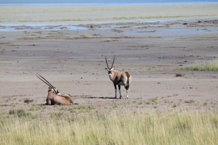 Oryx in Etosha Oryx are beautiful antelope that thrive in a desert environment.