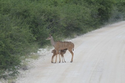 Greater Kudu feeding Kudu calf feeding from mum on the road out of Etosha.