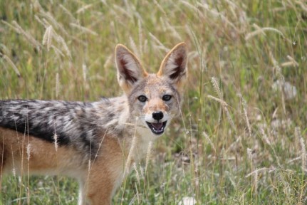 Black backed Jackal Black backed Jackal is more of a scavenger than a veracious killer...