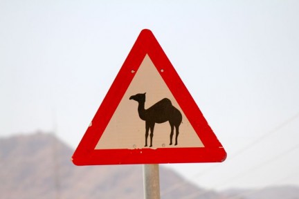 Beware! There are plenty of camels in the distance, we never saw any on the road...