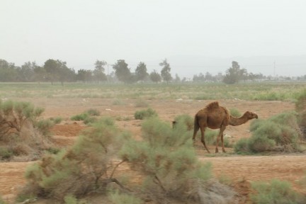 Afriend to welcome us on our arrival in Israel... Did you know Australia has the most wild (non native of course) camels in the world! Now you do.