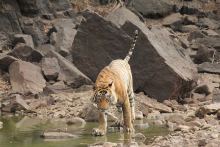 Tiger at waterhole