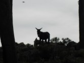 Isle de Sol - Donkey silhouette