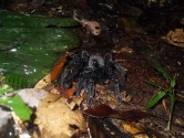 Tarantula in jungle